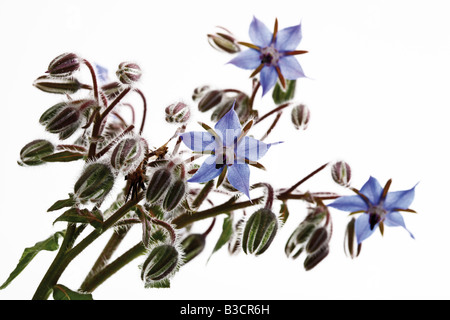 Blühender Borretsch (Borrango Officinalis), Nahaufnahme Stockfoto