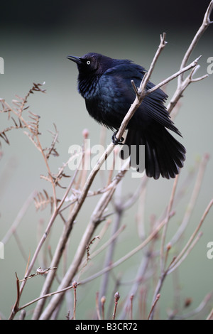 grackle Stockfoto