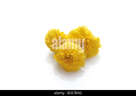 Tagetes, Nahaufnahme Stockfoto