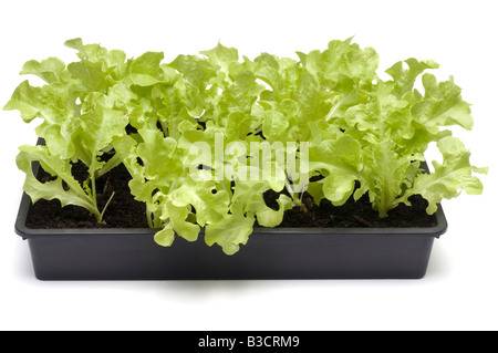 Junger Blattsalat Sämlinge bereit zum Auspflanzen in einer schwarzen Plastikschale Stockfoto