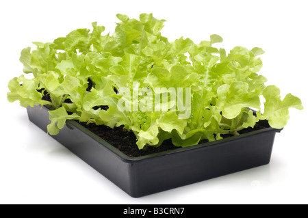 Junger Blattsalat Sämlinge bereit zum Auspflanzen in einer schwarzen Plastikschale Stockfoto