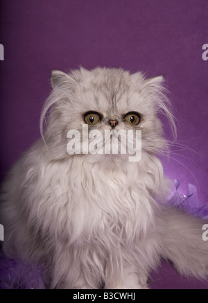 Silber Perserkatze auf lila Hintergrund und eine violette Federboa Stockfoto