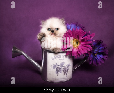 Niedliche Torti Punkt Himalaya Kätzchen in Gießkanne mit Blumen auf lila Hintergrund Stockfoto