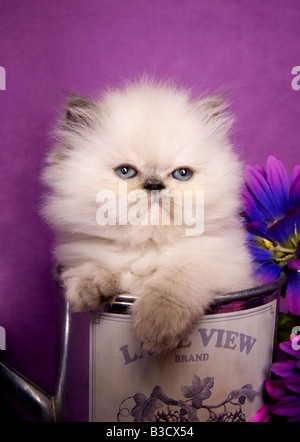 Niedliche Torti Punkt Himalaya Kätzchen in Gießkanne mit Blumen auf lila Hintergrund Stockfoto