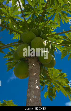 Reife Papaya auf Baum in Queensland-Australien Stockfoto