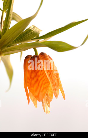 Kaiserkrone (Fritillaria Imperialis) Stockfoto