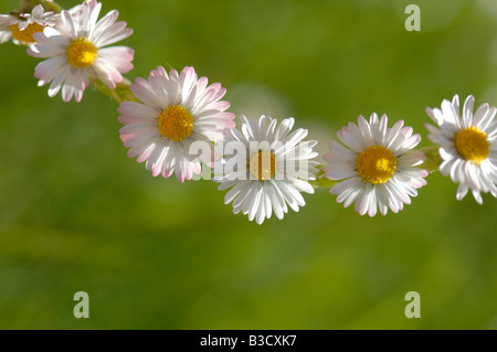 Daisy-Chain (Bellis Perennis) Stockfoto