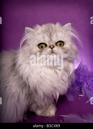 Silber Perserkatze auf lila Hintergrund und eine violette Federboa Stockfoto