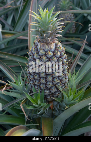 Reife Ananas wachsen in Queensland-Australien Stockfoto