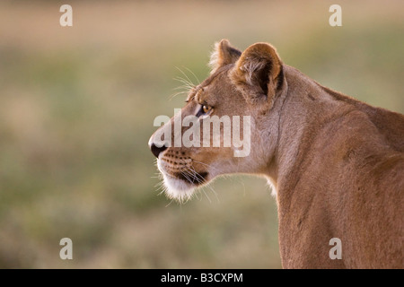 Afrika, Botswana, Löwin (Panthera Leo) im Rasen zu beobachten Stockfoto