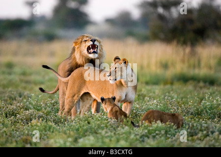 Afrika, Botswana, afrikanischen Löwen (Panthera Leo) Löwin (Panthera Leo) und Jungtiere Stockfoto