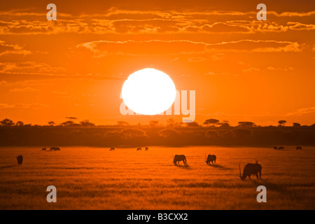 Afrika, Botswana, Silhouette Gemsbock Herde (Oryx Gazella) bei Sonnenuntergang Stockfoto