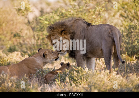 Afrika, Botswana, afrikanischen Löwen (Panthera Leo) Löwin (Panthera Leo) und cub Stockfoto