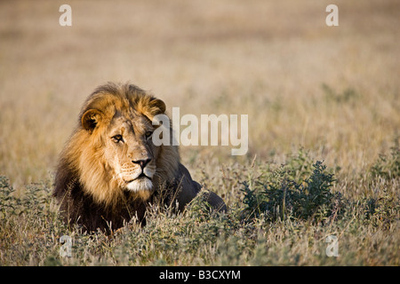 Afrika, Botswana, erwachsener männlicher Löwe (Panthera Leo) ruht auf dem Rasen Stockfoto