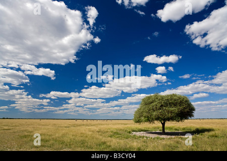 Afrika, Botswana, Regenschirm Thorn Akazie (Acacia Tortilis) mit malerischen Hintergrund Stockfoto