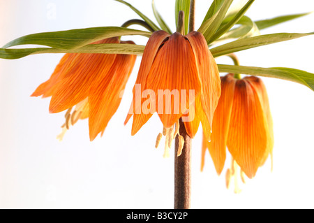 Kaiserkrone (Fritillaria Imperialis) Stockfoto