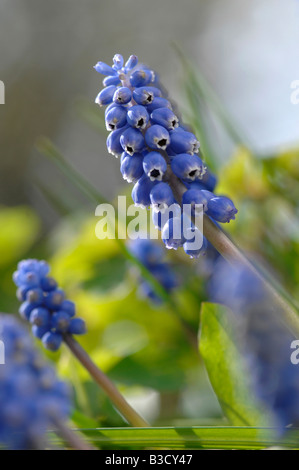 Grape Hyacinth Blume (Muscari Armeniacum) Stockfoto