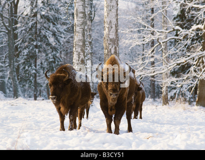 Bisons stehend auf gepackten Schnee im Winter. Polen. Stockfoto