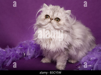 Silber Perserkatze auf lila Hintergrund und eine violette Federboa Stockfoto