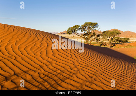 Afrika, Namibia, Namib-Wüste-Düne und Baum Stockfoto