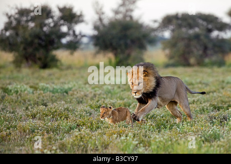 Afrika, Botswana, erwachsener männlicher Löwe (Panthera Leo) und cub Stockfoto