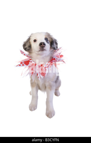 Niedliche Miniatur Australian Shepherd Welpen tragen rote und weiße Valentine Herz Halskette isoliert auf weißem Hintergrund Stockfoto