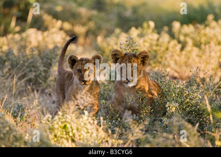 Afrika, Botswana, Löwenbabys (Patnera Leo) Stockfoto