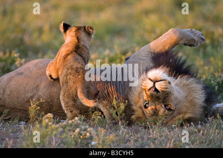 Afrika, Botswana, erwachsener männlicher Löwe (Panthera Leo) und cub Stockfoto