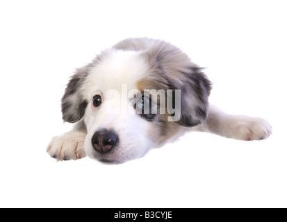 Niedliche Miniatur Australian Shepherd Welpe liegend isoliert auf weißem Hintergrund Stockfoto