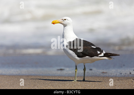 Südafrika, Cape Cross, Kelp Gull (Larus Dominicanus) am Ufer Stockfoto