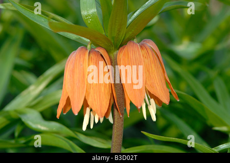 Crown Imperial Blumen (Fritillaria Imperialis) Stockfoto