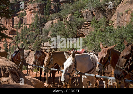 Maultiere auf North Kaibab Trail in Grand Canyon Stockfoto