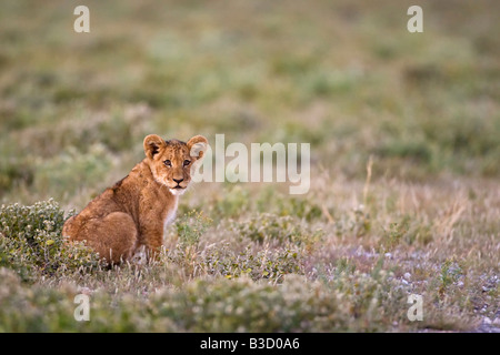 Afrika, Botswana, Löwe (Panthera Leo) junges Gras sitzen, Stockfoto