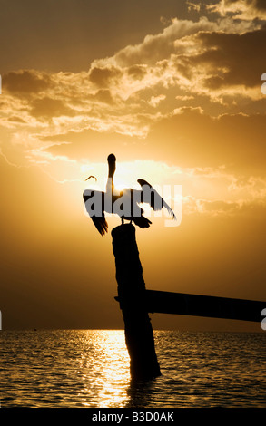 Mexiko, Insel Holbox, Pelican sitzen auf Holzpfosten im Ozean Stockfoto