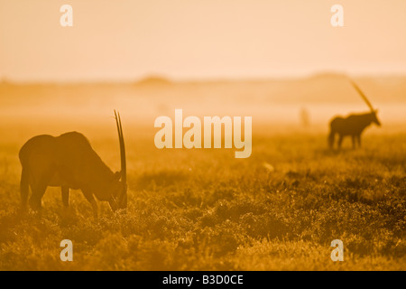 Afrika, Botswana, Gemsbok Herde (Oryx Gazella) Stockfoto