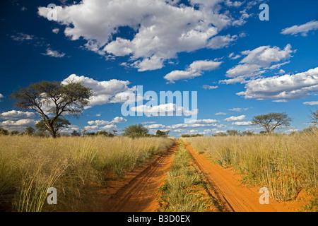 Afrika, Botswana, Steig durch die Kalahari-Wüste Stockfoto