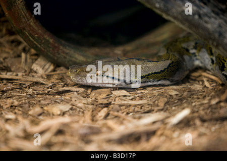 Netzpython Stockfoto