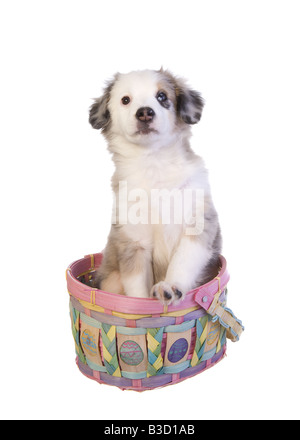 Süße Ostern Miniatur Australian Shepherd Welpen isoliert auf weißem Hintergrund Stockfoto
