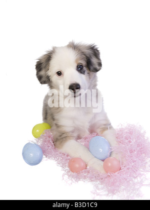 Süße Ostern Miniatur Australian Shepherd Welpen isoliert auf weißem Hintergrund Stockfoto