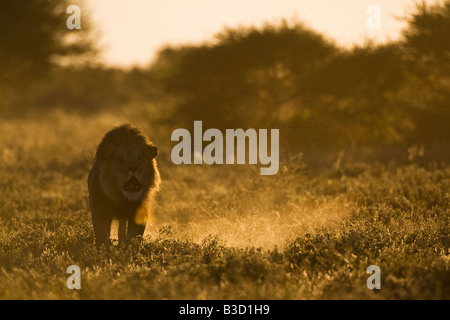 Afrika, Botswana, männlichen Löwen (Panthera Leo), brüllen Stockfoto