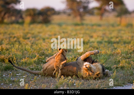 Afrika, Botswana, erwachsener männlicher Löwe (Panthera Leo) und Löwenjunges Stockfoto
