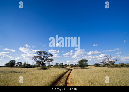 Afrika, Botswana, Steig durch die Kalahari-Wüste Stockfoto