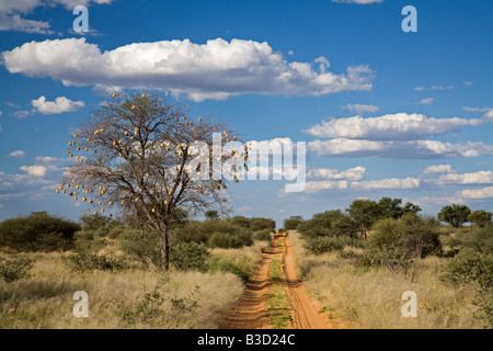 Afrika, Botswana, Steig durch die Kalahari-Wüste Stockfoto