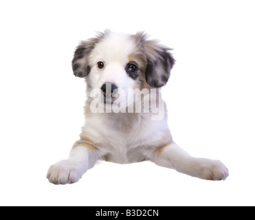 Niedliche Miniatur Australian Shepherd Welpe liegend isoliert auf weißem Hintergrund Stockfoto