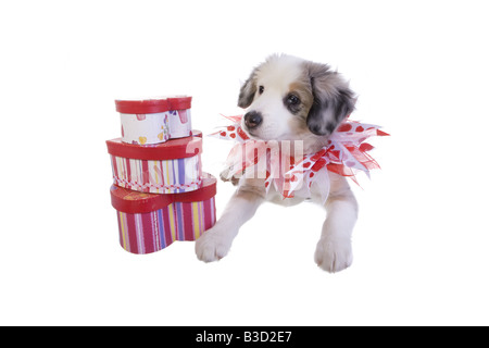 Niedliche Miniatur Australian Shepherd Welpen tragen rote und weiße Valentine Herz Halskette isoliert auf weißem Hintergrund Stockfoto