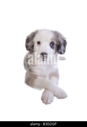 Niedliche Miniatur Australian Shepherd Welpe liegend isoliert auf weißem Hintergrund Stockfoto