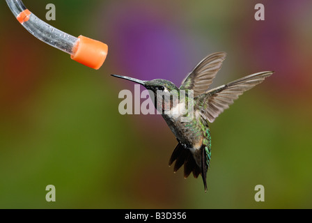 Ruby throated Kolibri männlichen Besuch ein Feeder Stockfoto