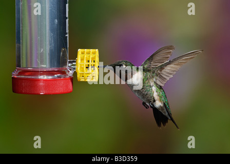 Ruby throated Kolibri männlichen Besuch ein Feeder Stockfoto