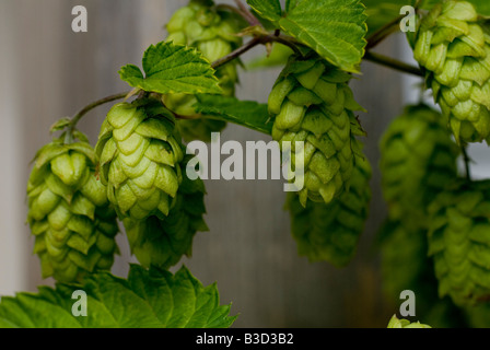 Goldene Hopfen - Humulus Lupulus Aureus Stockfoto