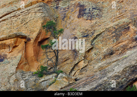 Wacholder Baum wächst auf Sandstein Felsen in der Nähe von Landscape Arch im Arches-Nationalpark, Utah Stockfoto